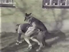 When a wife in a short skirt plays with her big dog, she gets screwed.